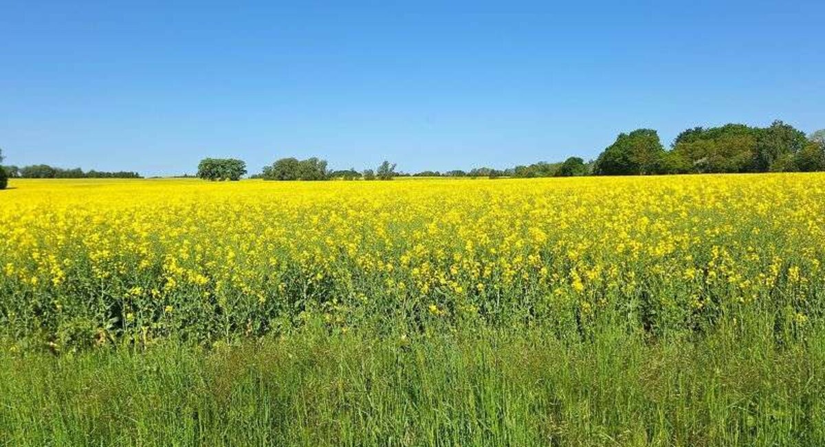 Feld